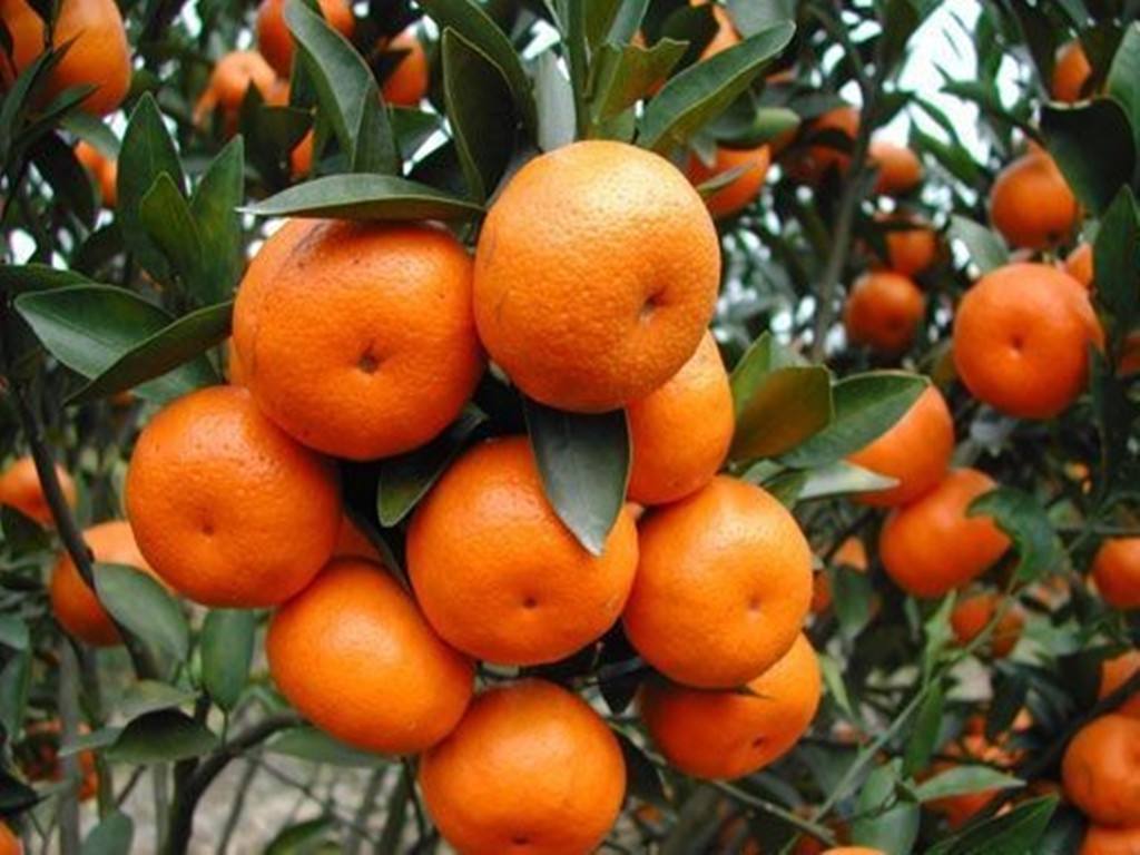 柑橘种植.jpg