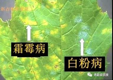 葡萄病害.jpg