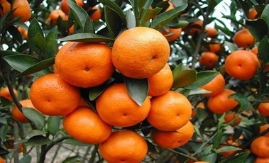 广西客户赵先生柑橘种植基地